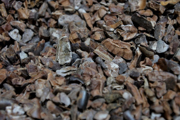 Toasted cacao beans