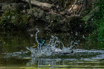 A duck having a wash 