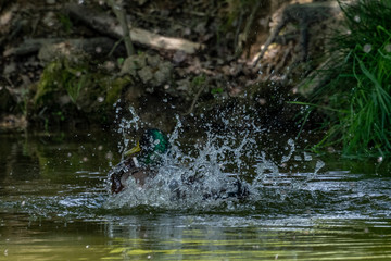 A duck having a wash 