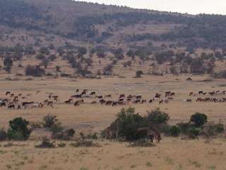 Fototapeta na wymiar Coexisting animals, Safari, Game Drive, Maasai Mara, Kenya