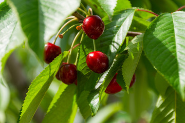 Cherries on the branches in the garden, beautiful ripe cherries. Large and ripe berries. The cultivation of cherries. Costessey garden cherries. Cherry berries close - up among the leaves.