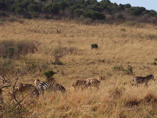 Fototapeta na wymiar Coexisting animals, Safari, Game Drive, Maasai Mara, Kenya
