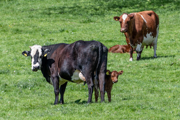 Fototapeta na wymiar British cows