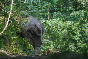 asiatic elephant t at Khaoyai national park thailand