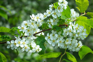 white flowers of a tree blossoms