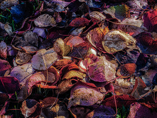 Colorful autumn leaves on the ground with dew
