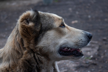 portrait of a dog alabai