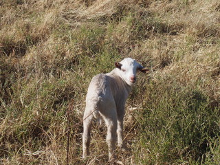 Naklejka premium Little sheep, Safari, Game Drive, Maasai Mara, Kenya