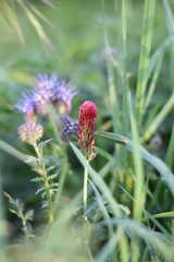 Obraz premium Inkarnat-Klee (Trifolium incarnatum)