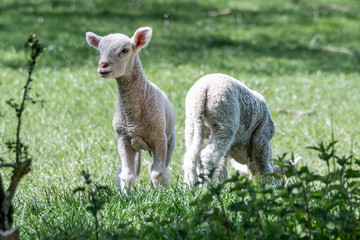 Obraz na płótnie Canvas Sheep in Spring