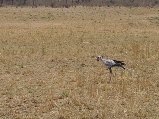 Obraz na płótnie Canvas A bird on the prairie, Safari, Game Drive, Maasai Mara, Kenya