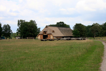 Heidschnucken, Sheep breed, Sheep, Doehle, Lower Saxony, Germany, Europe