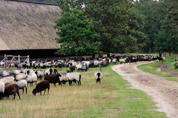 Heidschnucken, Sheep breed, Sheep, Doehle, Lower Saxony, Germany, Europe