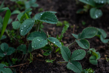 rain drops on a leaf Strawberry