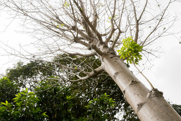 Adansonia digitata baobab tree in the tropical nature in Malaysia.