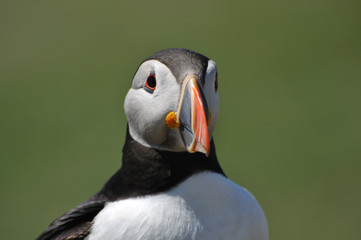 Naklejka premium Face to face with Atlantic puffin Fratercula arctica