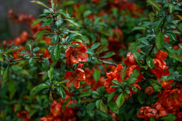 japonica bush Red flowers quince