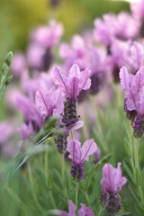 Blühender Schopflavendel (Lavandula stoechas)