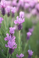 Blühender Schopflavendel (Lavandula stoechas)