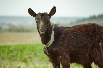Black goat portrait in a field deep eyes