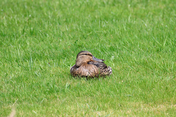 Stockente (Anas platyrhynchos) 