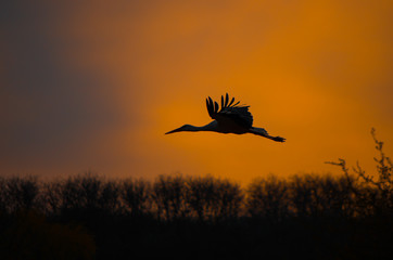 Silhouette of a stork flying in the orange sunset sky
