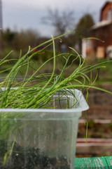 planting plants in the garden