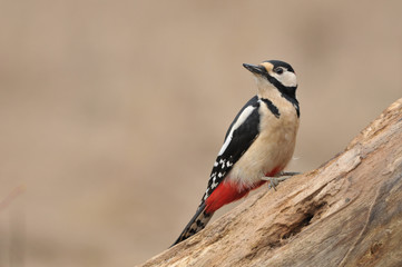 The great spotted woodpecker Dendrocopos major perched on the tree