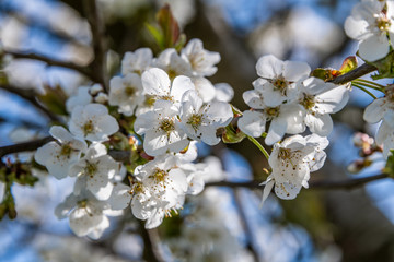 Spring flowers in bloom