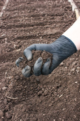 planting plants in the garden