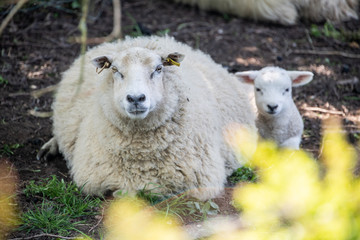 Fototapeta premium Sheep in springtime