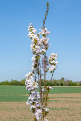 Spring flowers in bloom
