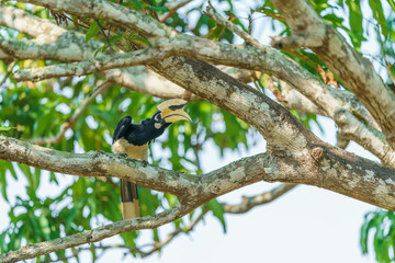 Oriental Pied Hornbill on tree branch in Khaoyai National Park Thailand