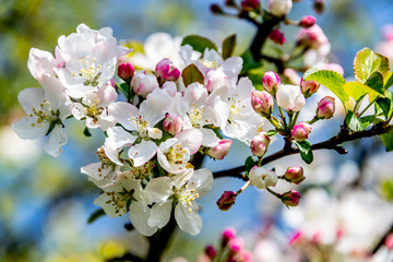 Spring flowers in bloom