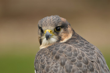 Peregrine falcon Falco peregrinus portrait 