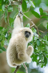 Obraz premium white handed gibbon in Khaoyai National Park 