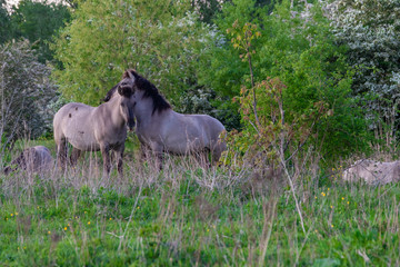 Konik breed horses grazing during sunset in the natural park Eijser Beemden (english Eijser Beemden) alongside the river Meuse as part of a natural ecology system in this area