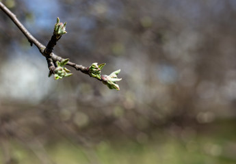 flowering apple tree. the garden apple tree begins to bloom.