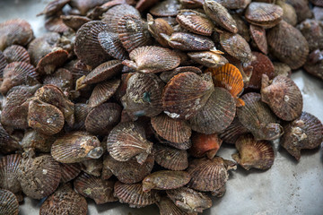 fresh seashells at a market in Vietnam