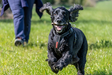 Working cocker spaniel dog