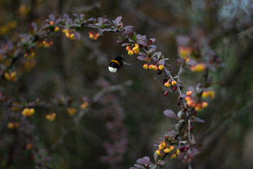 wild flowers in the forest