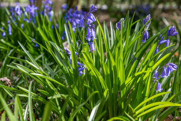 Spring flowers in bloom