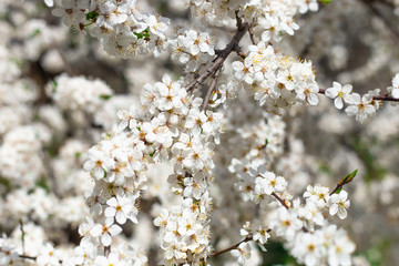 cherry blossoms in nature in spring, Japanese flowers in spring, closeup of cherry blossoms.