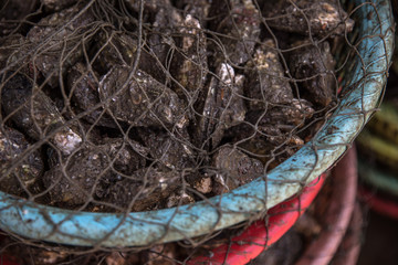 Freshly caught oysters in a net. Vietnam