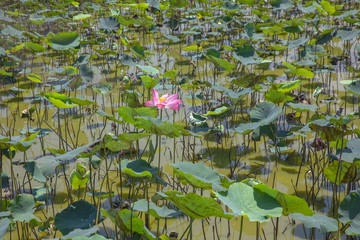 last lotus flower. Vietnam