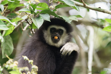 white handed gibbon feeding on berry in Khaoyai National Park Thailand