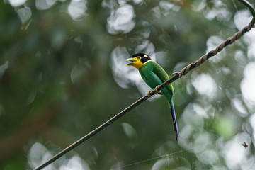 long tailed broadbill on wire in Khaoyai National Park Thailand