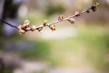 flowering apple tree. the garden apple tree begins to bloom.
