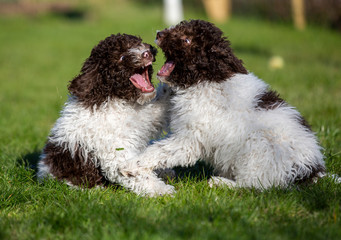 Active puppies playing outdoors. Dog breed is lagotto romagnolo. Angry looking puppies playing very active on the green grass.