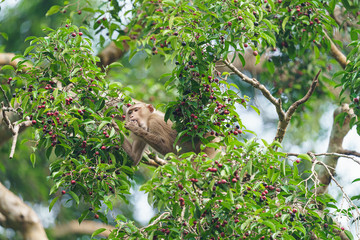 monkey feeding on berry in Khaoyai National Park Thailand